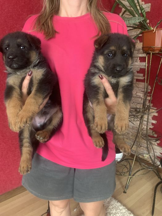 Продам щенят Німецької вівчарки