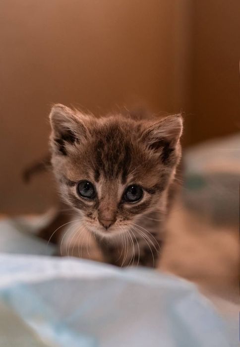 Отдам даром в добрые руки котят