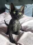 Kotka Devon Rex po Championie, kastracja w cenie