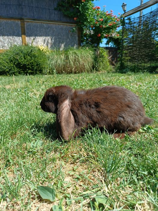 Кролик ФБ 2 та 3+ місяці. Ціна за кроля(не вагу)