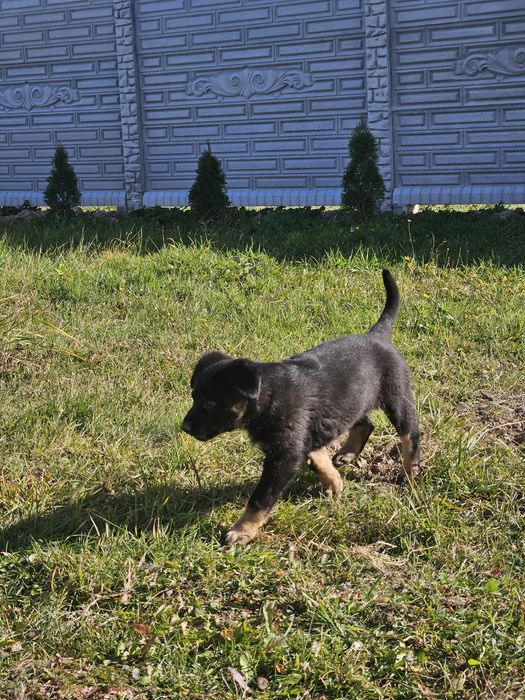 Не чистокровна вівчарка.