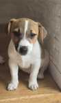 Jack Russell Terierr sunia