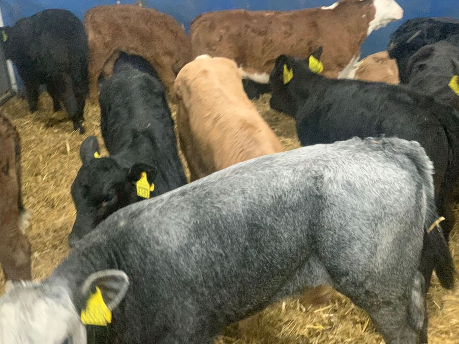 Sprzedam cielaki mięsne Zduny