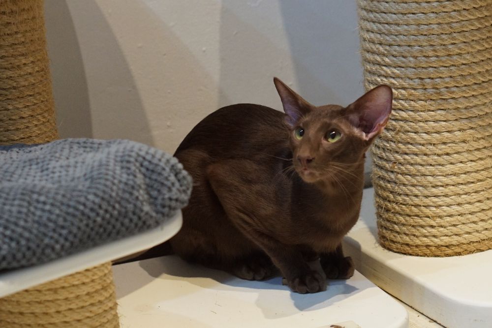 Kocurek orientalny gotowy do zmiany domku prawdziwy rodowód WCF