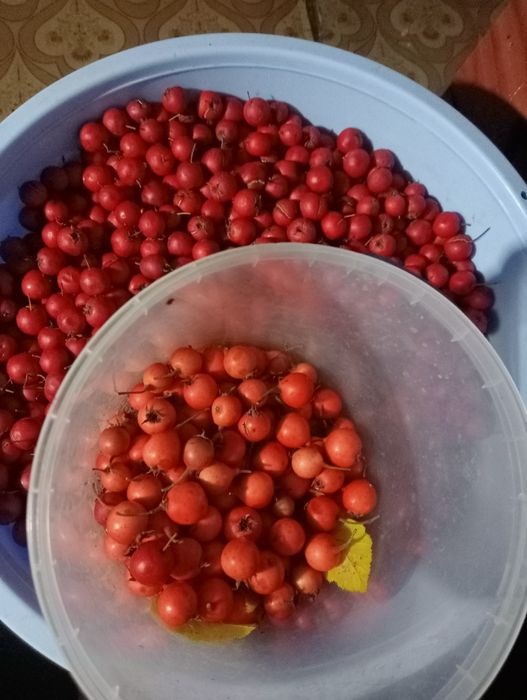 ,глод, боярышник и варенье  райских яблок  и глода