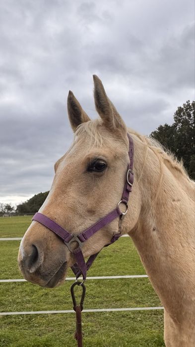 Quarab palomino wałach