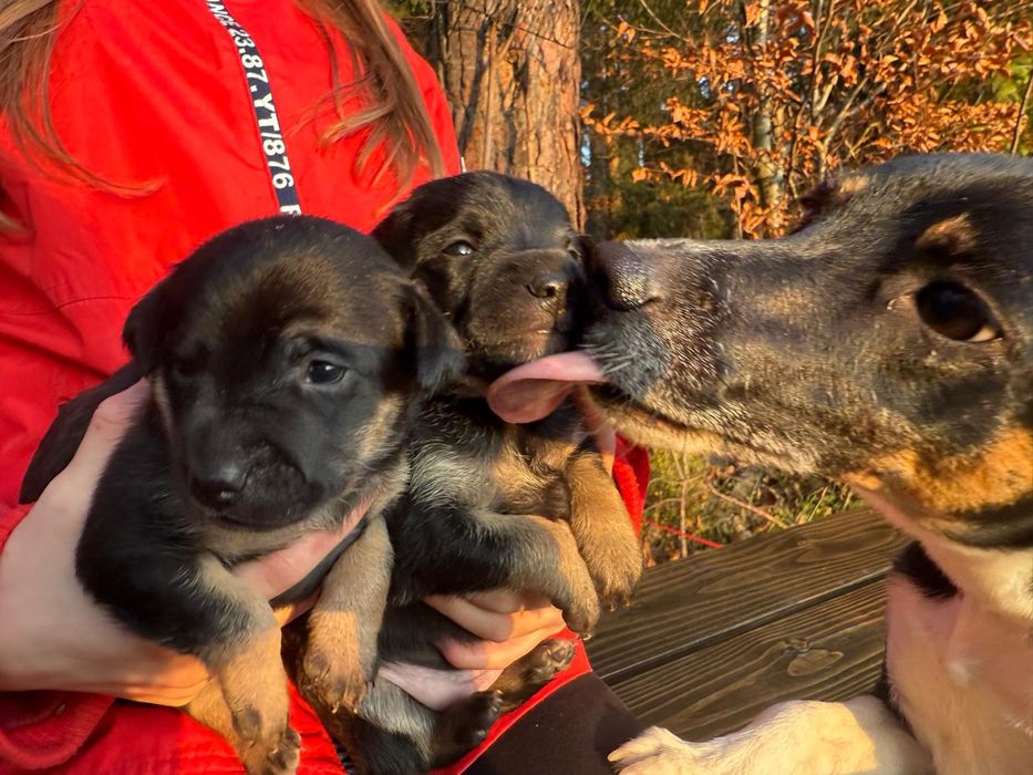 Podwójne szczęście na święta - dwa szczeniaczki szukają domu