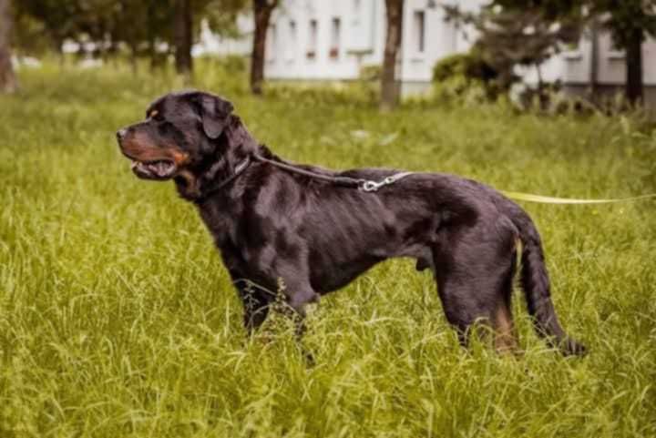 Rottweiler do adopcji