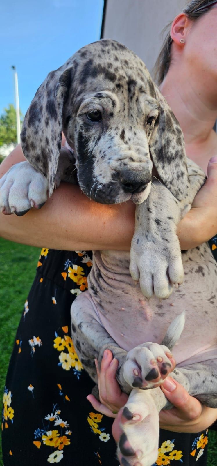 Gotowy na nowy dom. Nietuzinkowy dog niemiecki FCI merle