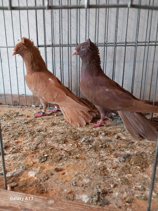 Sokoły gdańskie - sokół gdański