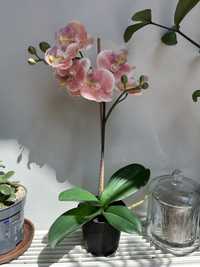Storczyk ikea orchidea