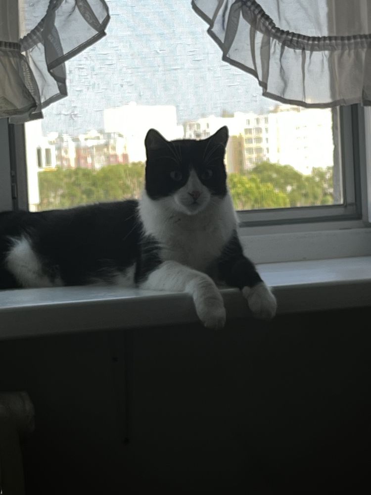 Отдам котов БЕСПЛАТНО