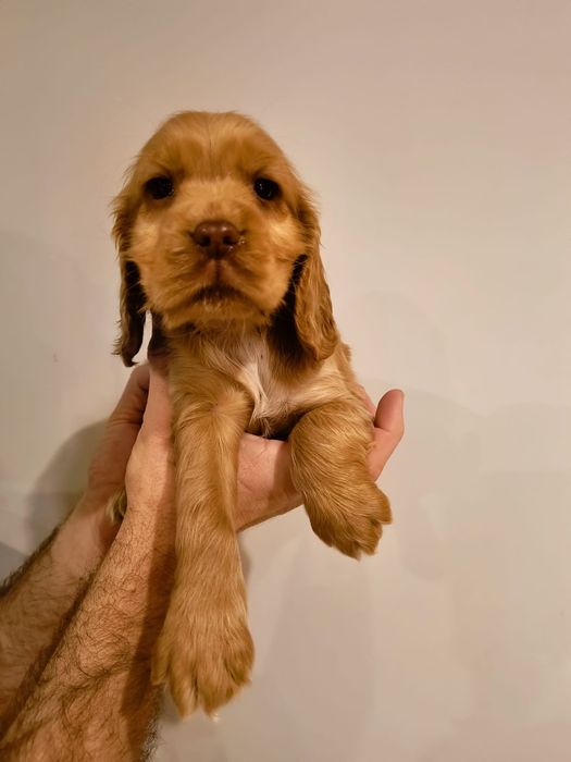 Cocker spaniel angielski jedyna taka suczka