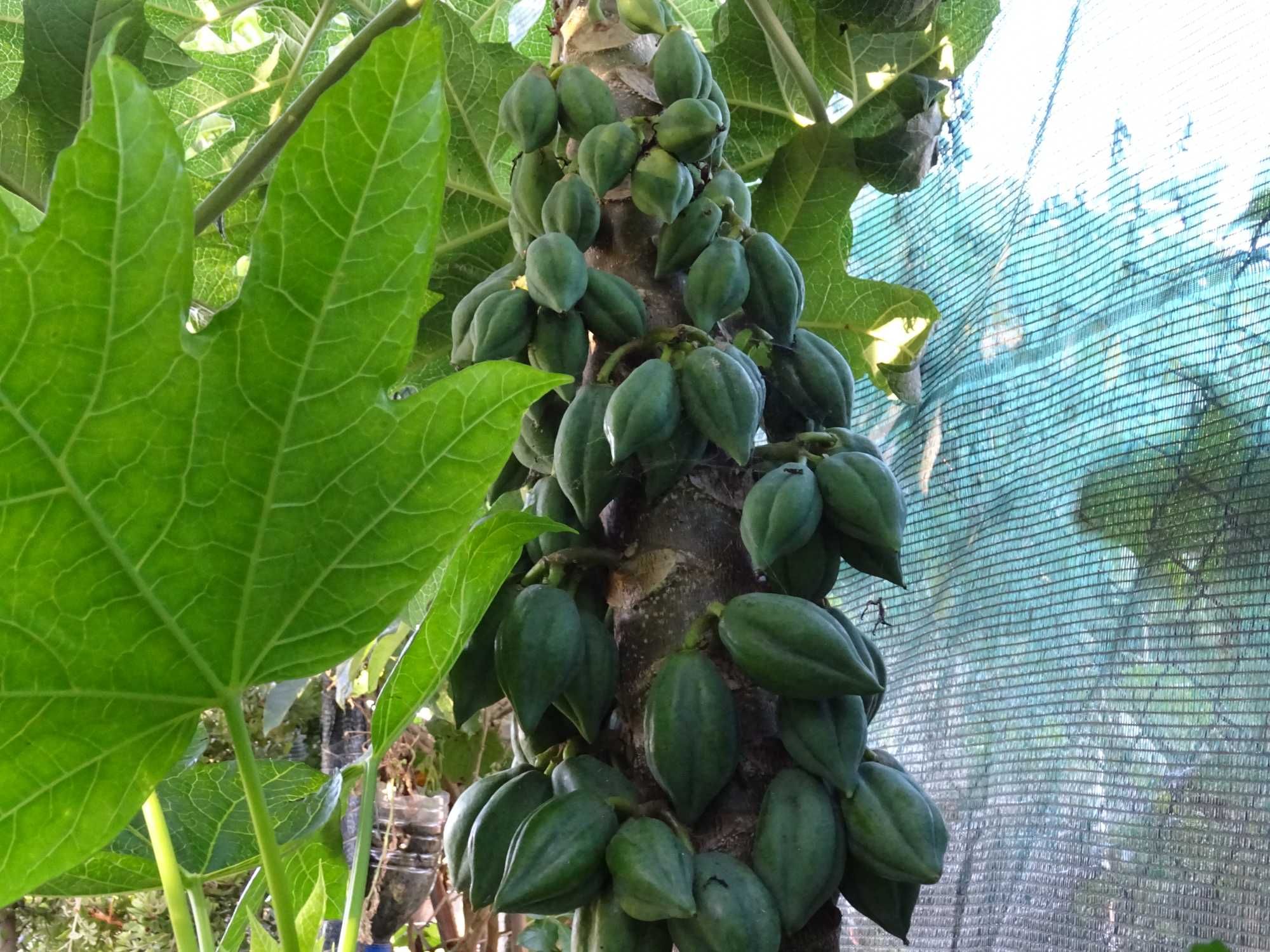 plantas de papaya da montanha