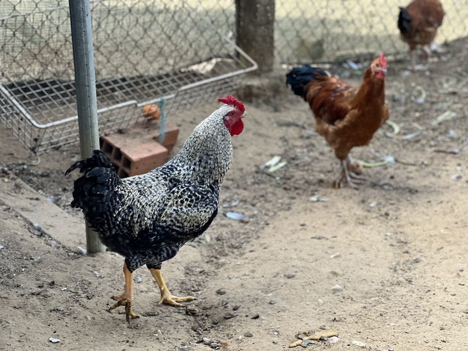 Galos e frangos caseiros