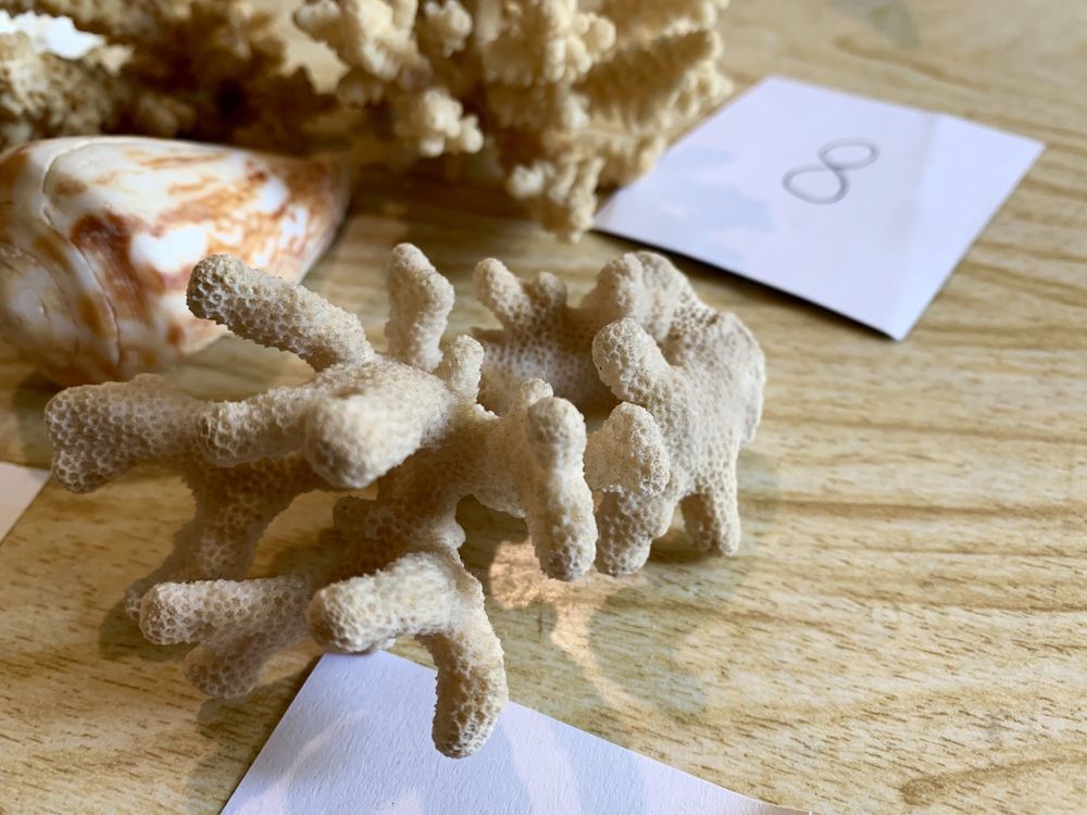 5 Кораллов 4 Ракушки поб.Красное море Джида