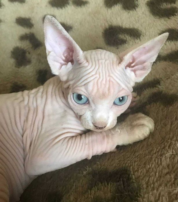 Котик канадский сфинкс