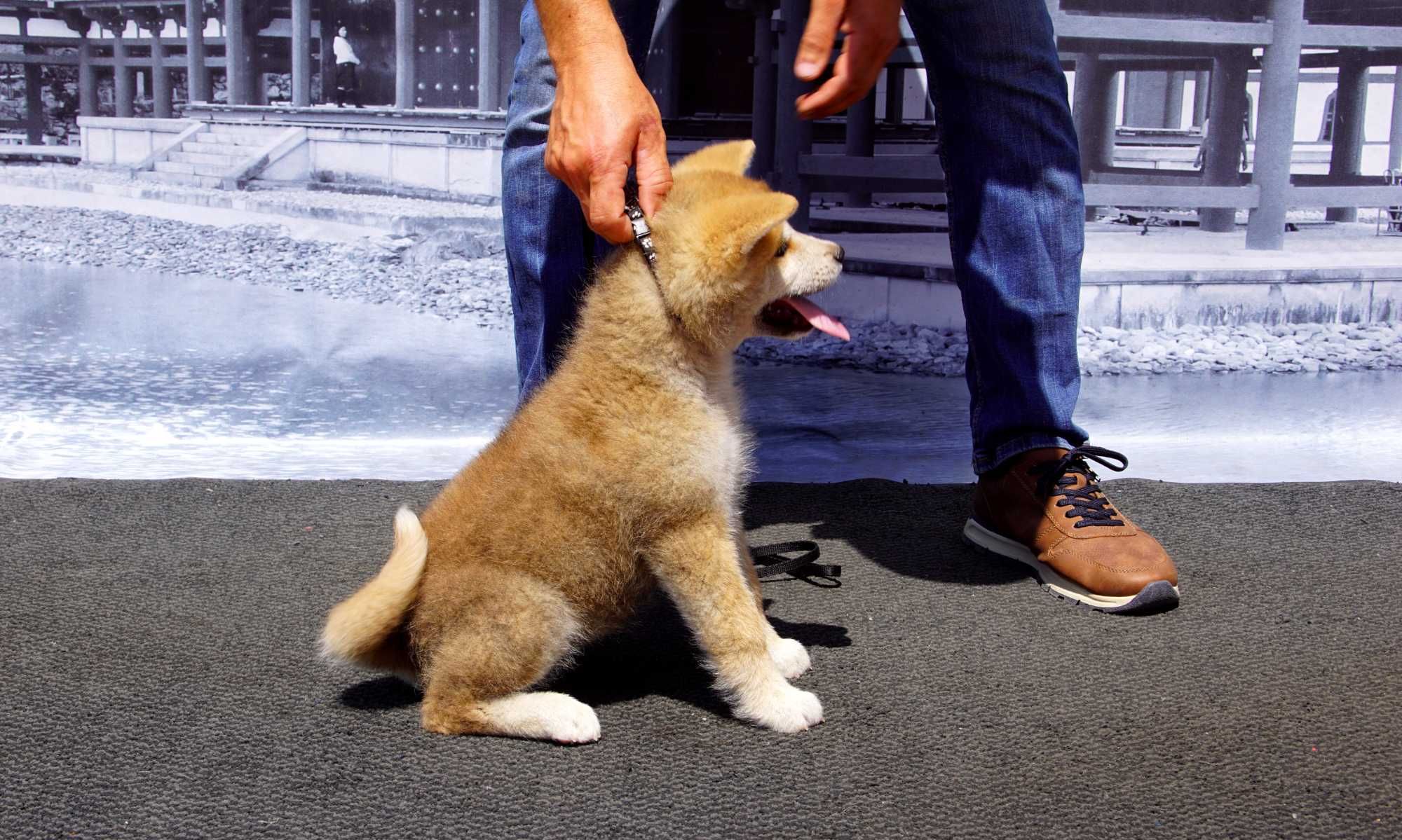 Akita Inu, miot po CHAMPIONIE POLSKI imporcie, ZKwP FCI