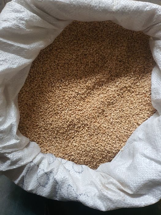 Nasiona ziarno dzikiej róży laxa