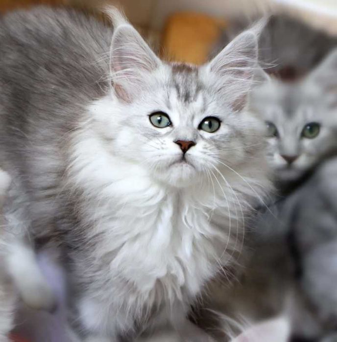 Śnieżna tygrysica Maine coon