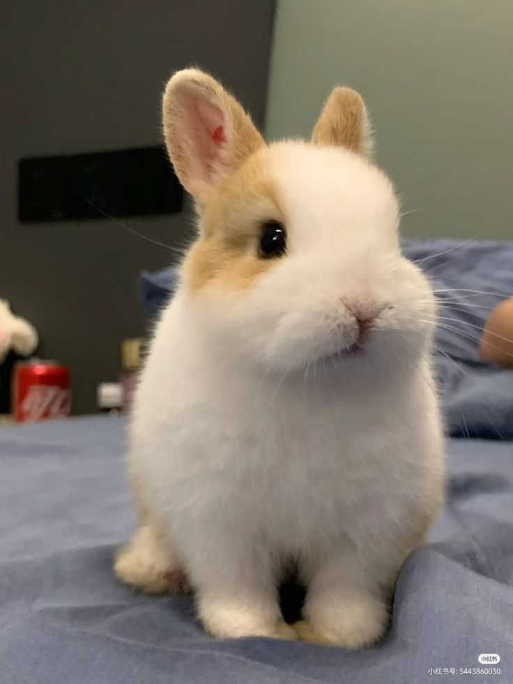 Coelhos mini vacinados e desparasitados