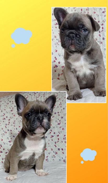 Неперевершені блакитнопалеві французики