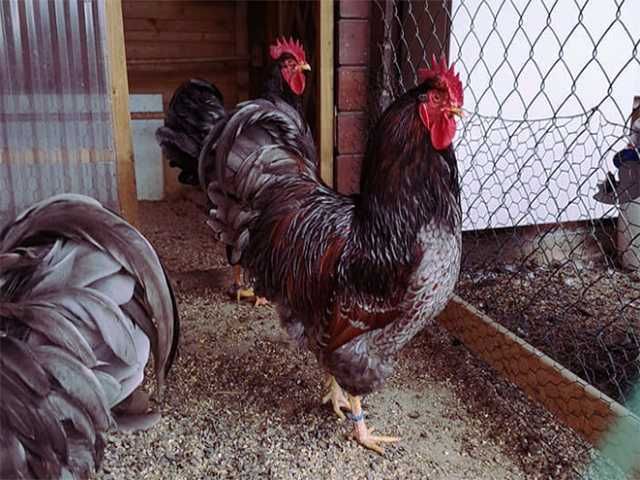 Яйце на інкубацію, Барневельдер: блакитноокаймленний, золото, срібло.