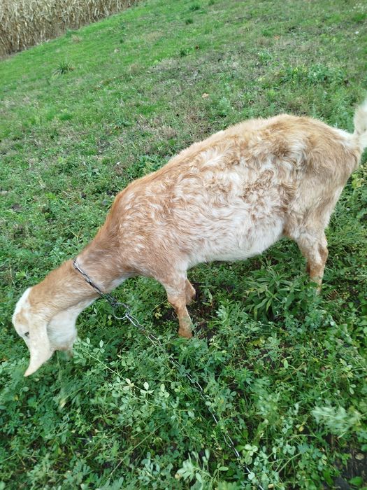 Продається кізочка.