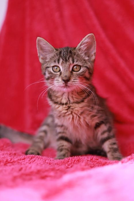 Bura koteczka szuka swojego miejsca na ziemi