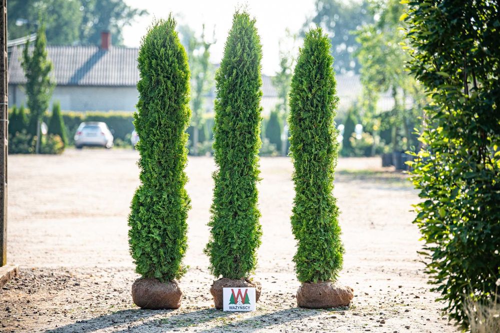 Thuja TOSCAN 'Smaragd' PROMOCJA Tuja Żywotnik zachodni TOSCAN