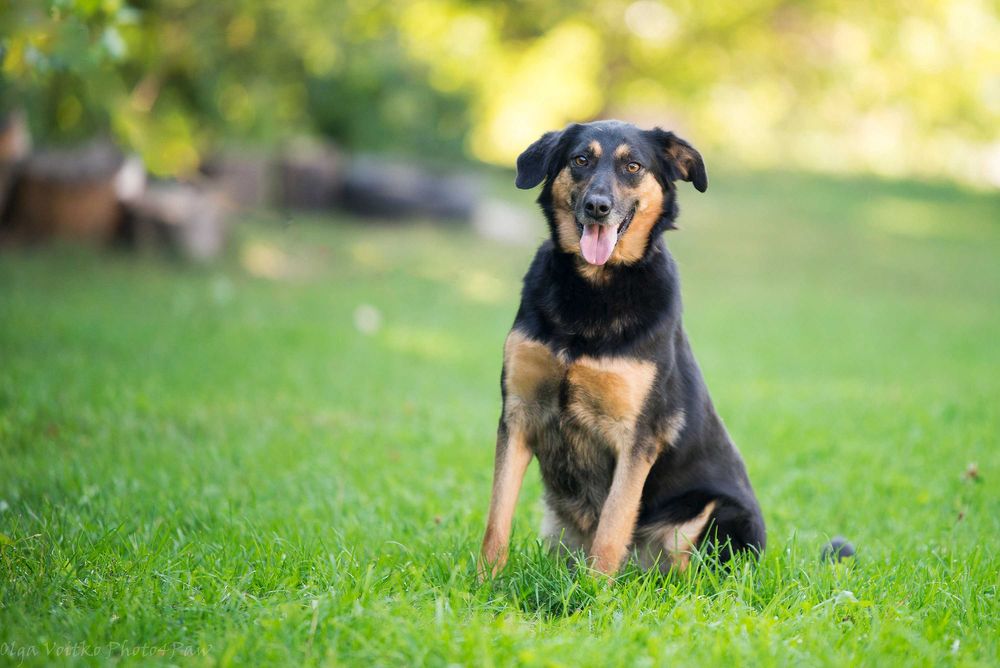 Отдам в хорошие руки послушную собаку Динару.