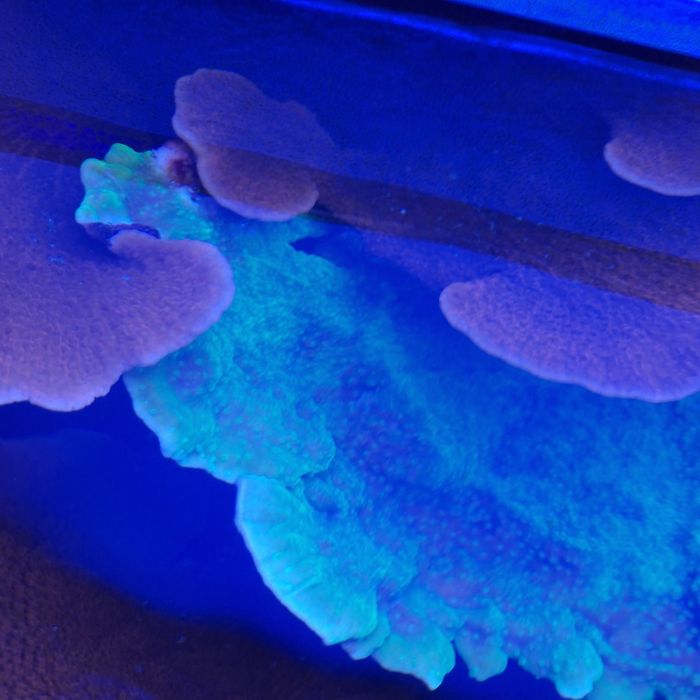 Montipora capricornis Toxic Green