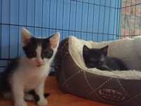Kocie dzieci polecają się do adopcji