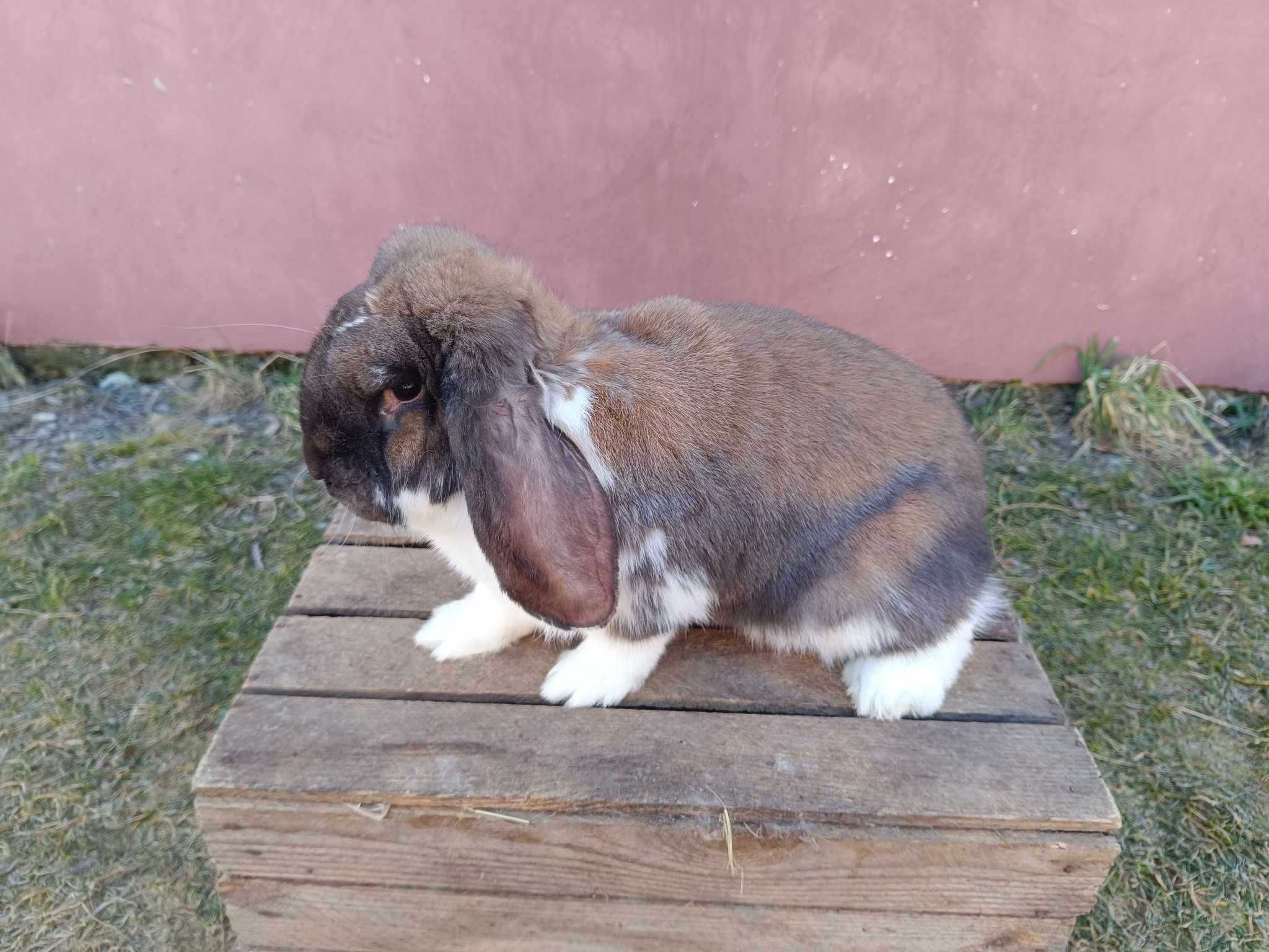 króliki baran francuski madagaskarowy