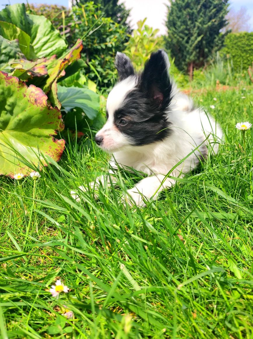 Papillon Spaniel Kontynentalny ZKwP. Komplet badań genetycznych