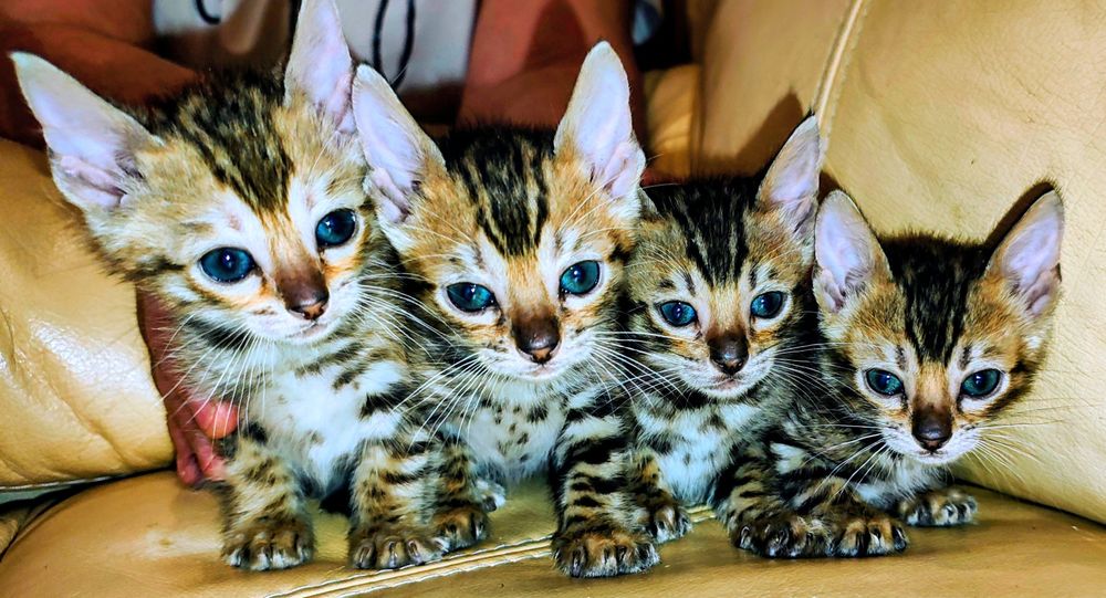 Бенгалята дівчатка