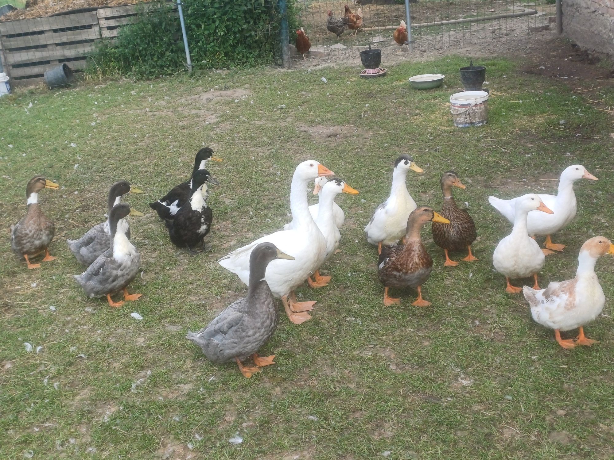 Kaczki biegusy młode oraz dworki, pekinn