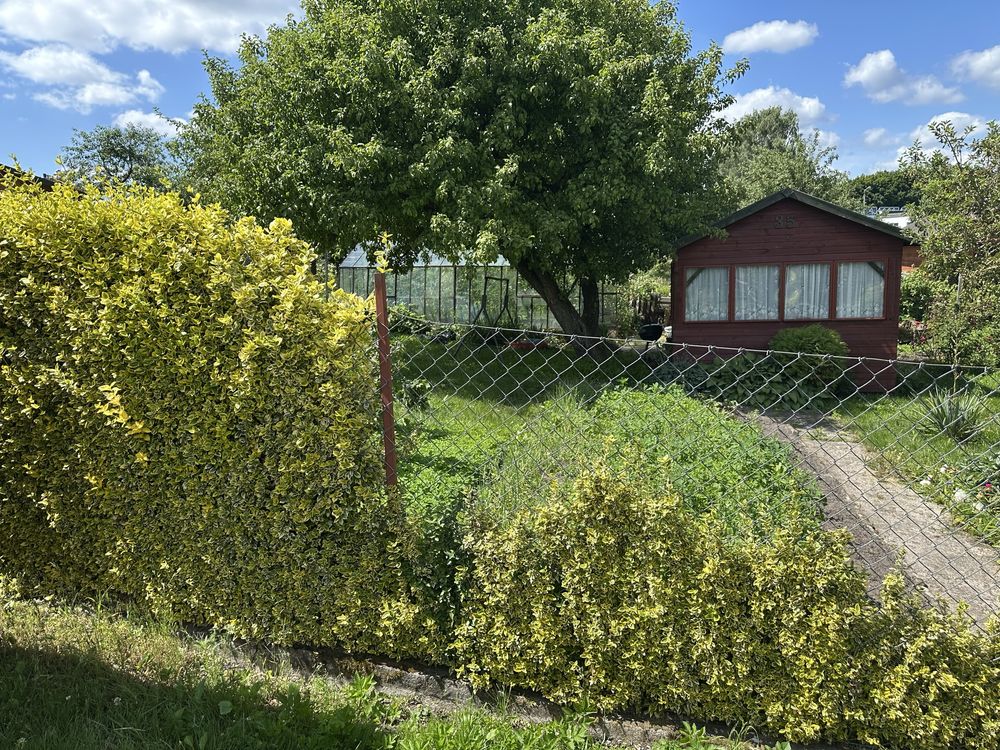 Działka ROD Jarzębina ul. Bydgoska Olsztyn 2x300