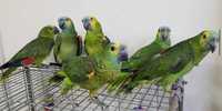 Попугай Амазон синелобый - ручной птенец выкормыш