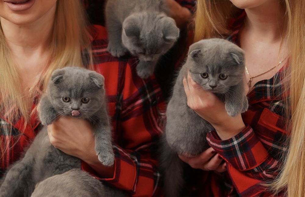 Шикарні чистокровні сірі висловухі кошенята шотландці, британці