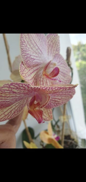 Детка орхидеи Равелло