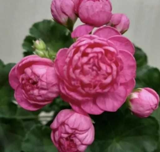 Пеларгония розебудная