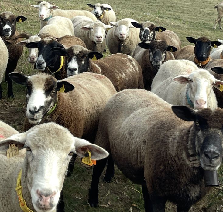 ovelhas de varias raças puras / cruzadas ( LER anuncio )