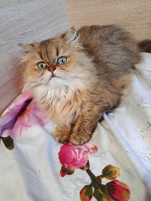 Золота тікірована дівчинка шотландської породи