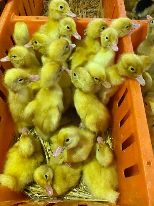 Kurczaki pisklęta nioski, Leghorn, Greenshell, Sussex, Rosa, Araukany