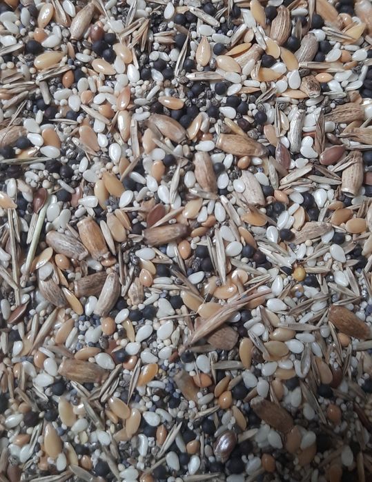 Messor barbarus kolonia 5- 10 robotnic + potomstwo + zestaw pokarmowy