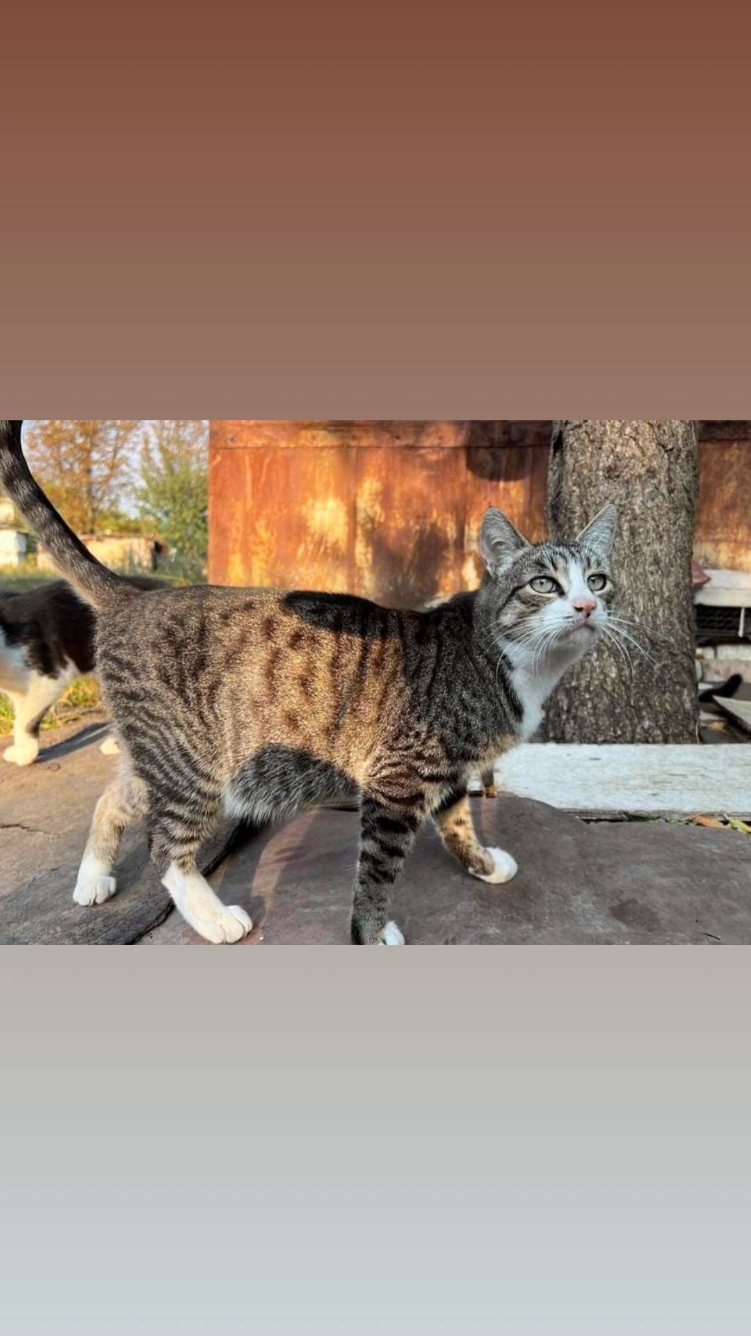 Отдам кошку лесного окраса, 5 лет, стерилизована