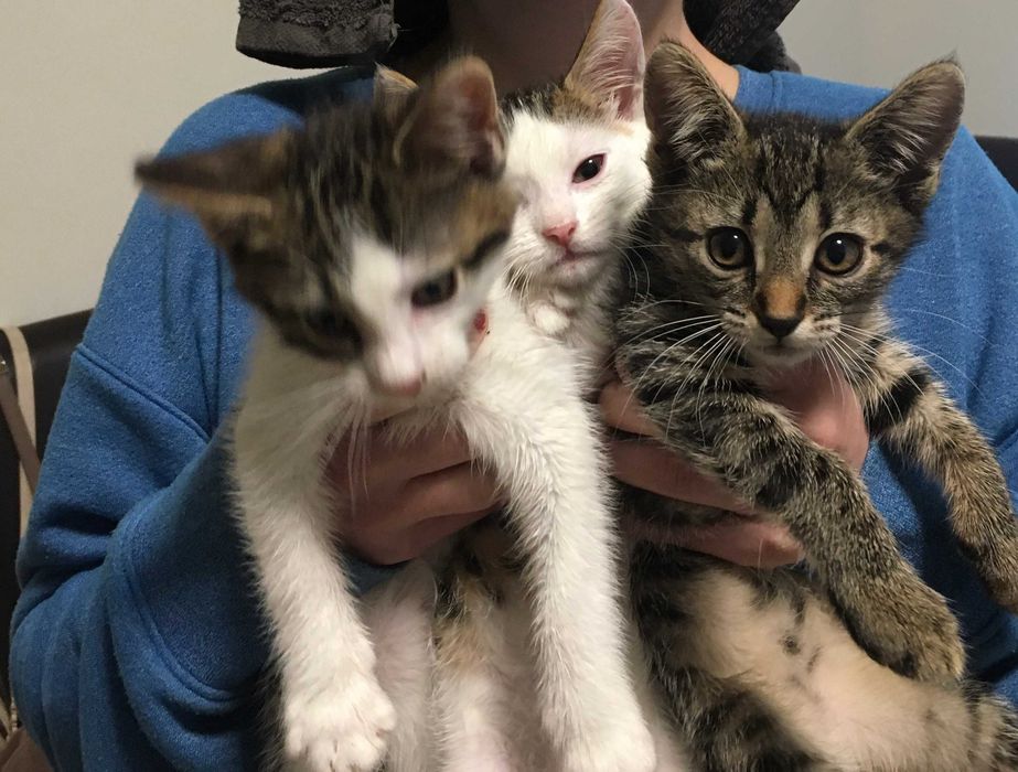 Oddam śliczne podchowane oraz kuwetowe kocięta