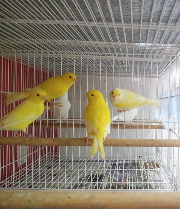 Vendo ou troco Canarios 2025