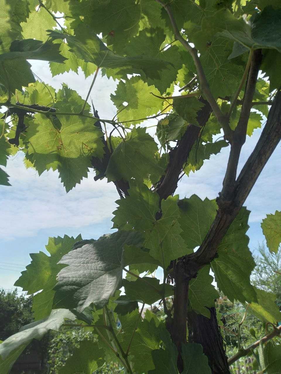 Виноградные листья.ТОВАР ЗАКОНЧИЛСЯ